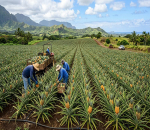 Sri Lanka Secures Market Access for Fresh Pineapples to Pakistan